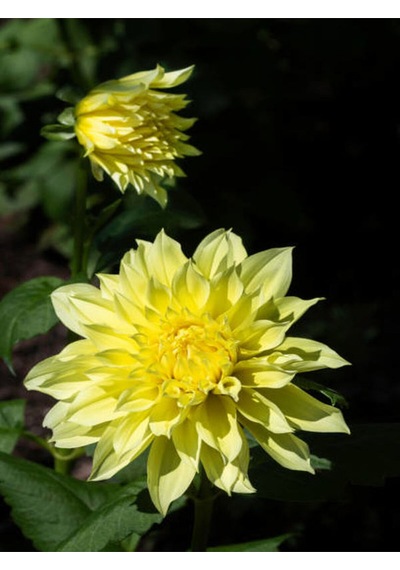 Videolu Sarı Yıldız Çiçeği Dalle Çiçeği 1 Adet Saksılı 20-60 Cm Bahçe Teras Bitksi Dahlia