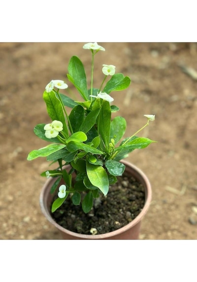 Videolu Milli Dikenler Tacı Çiçeği Beyaz 25 40 Cm Saksılı Mega Boy Euphorbia