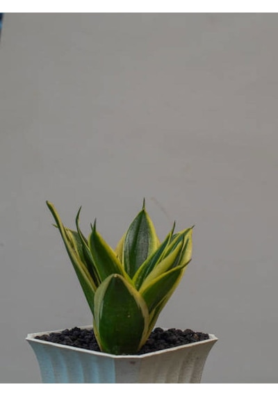 Videolu Bodur Kılıç Fidanı 20-40cm Saksılı Çiçekli Bodur Bitkiler Gladiolus