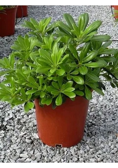 Yıldız Çalısı Pitos 25-35 Cm Saksılı Çiçekli Bodur Bitkiler Pittosporum Tobira