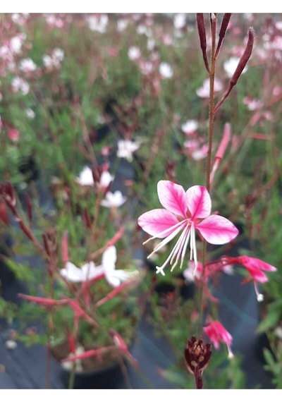 Gaura 2 Adet Lindheimeri Gavura Çiçeği 20-30cm Kırmızı Beyaz