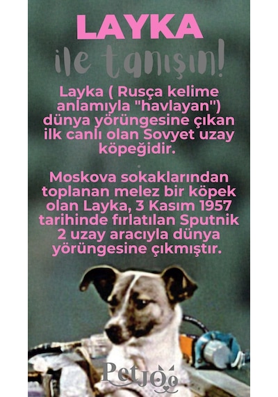 Petjoo 22.Layka Gri-Pembe Qr'lı Köpek Künyesi