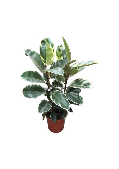 Ficus Elastica 'tineke' Kauçuk Çiçeği Ø24 Cm H90-100 Cm