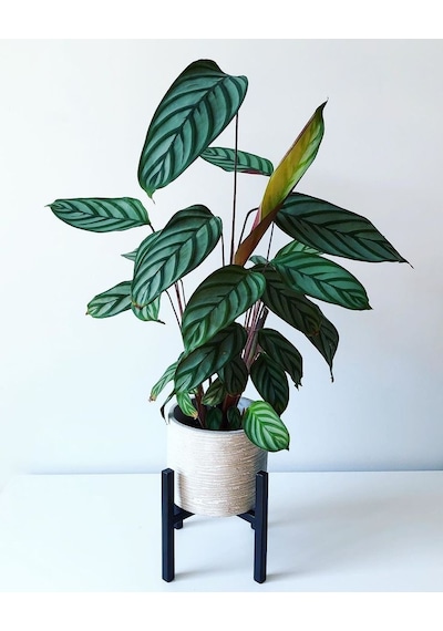 Calathea Ctenanthe Setosa (Dua Çiçeği) 20-40 cm