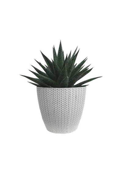 Gasterworthia Beyaz Sümela Saksıda