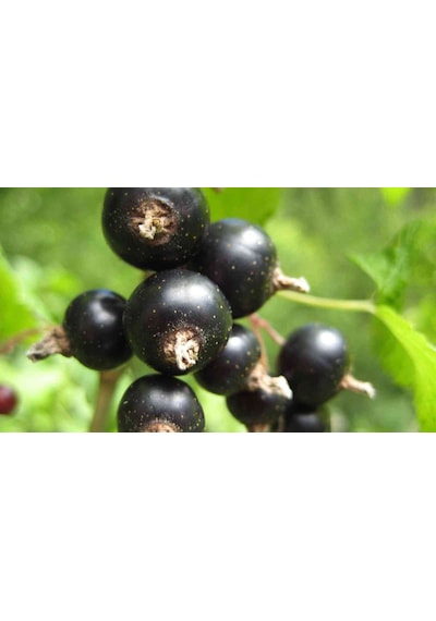 Siyah Kuşburnu Fidanı Rosa Pimpinellifolia 2 Yaş, 50 80 Cm