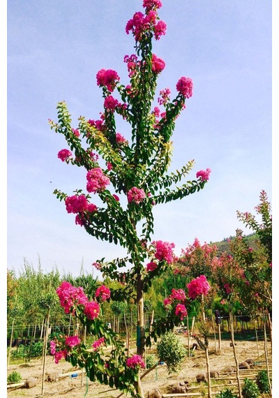 Videolu Pembe Oya Ağacı Çiçeği Fidanı 10 Adet Ayrı Saksılı Lagerstroemia İndica