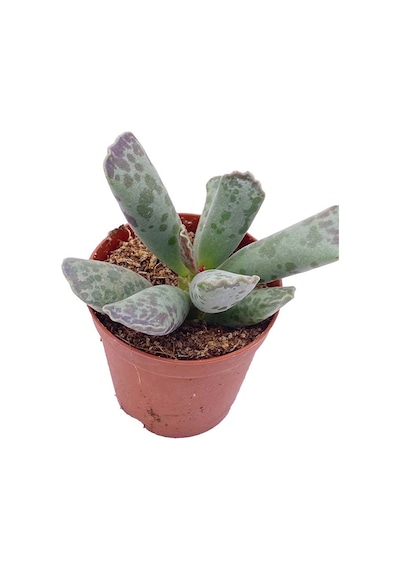 ADROMISCHUS COOPERI