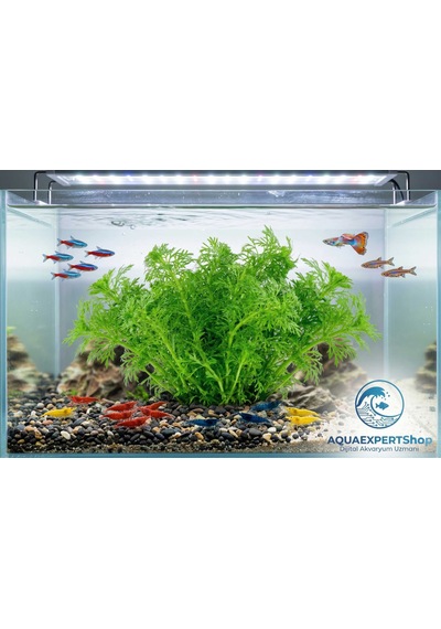 Aqua Expert Kolay Akvaryum Bitkisi - Limophila Sessiliflora Ambulia - Saksılı - 5 Dal