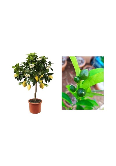 Limon Fidanı Yediveren Mayerlimon Ağacı Fidanı Saksılı 3 Yaş Evde Bakılabilir Bodur Çiçek Hediyeli