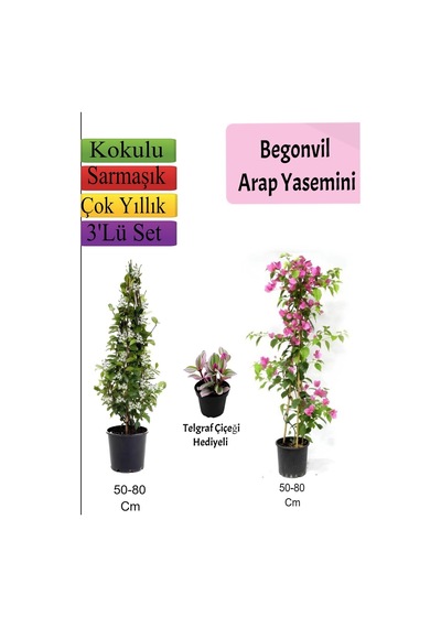 Arap Yasemini+ Pembe Begonvil+ Telgraf Çiçeği Hediyeli