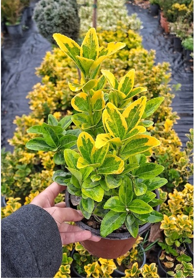 Videolu Gold Taflan Çiçeği Fidanı 30 50 Cm 1 Adet Saksılı Dış Mekan Bitkisi Celastraceae