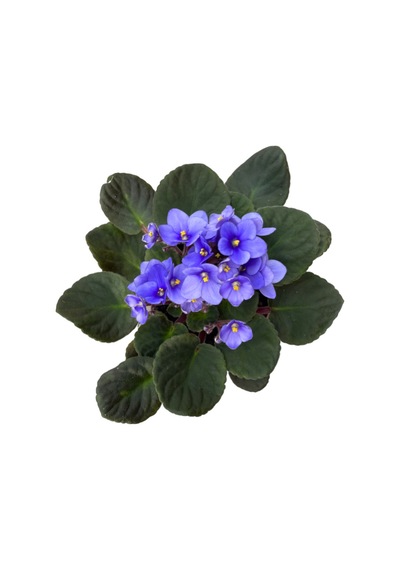 Saintpaulia Ionantha 'blue' Menekşe Çiçeği Ø10,5 Cm Y15-20 Cm