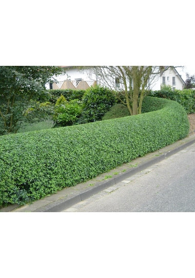 Ligustrum - Kurt Bağrı Çit Bitkisi 10 Adet