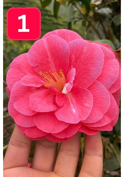 Mini Saksıda İri Goncalı Desire Kamelya Fidesi 5-10 Cm