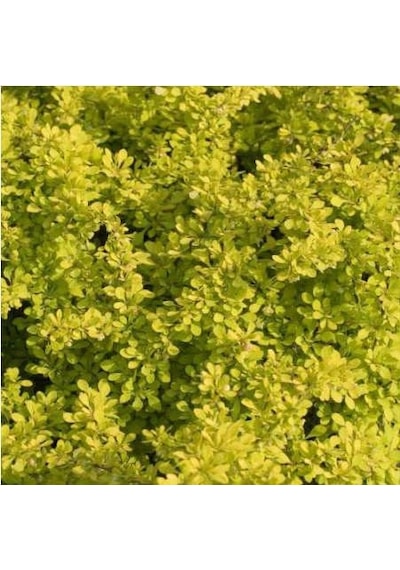 Sarı Berberis - Renkli Çit Bitkisi Sarı Berberis - Renkli Çit Bit