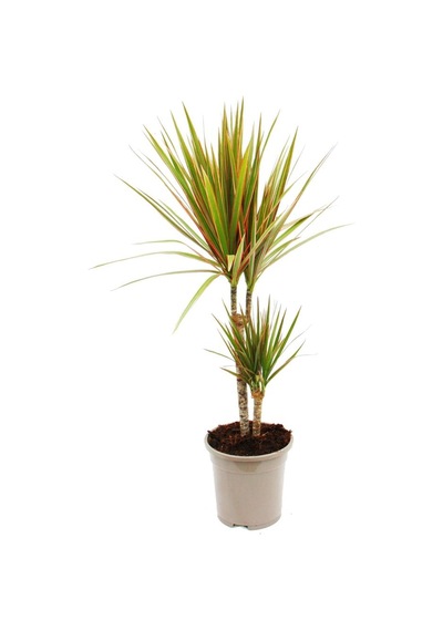 Madagaskar Dragon Ağacı – Dracaena Marginata Alacalı 2 Gövdeli