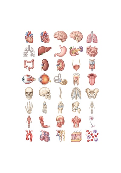 Anatomi Sticker Seti Renkli Kalem 40 Adet Organ İskelet Tıp Öğrencisi Ajanda Çıkartma Çok Renkli