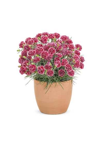 Videolu Kokulu Kırmızı Bodur Karanfil Bitkisi 1 Adet Saksılı 15-30cm Dianthus Caryophyllus Red