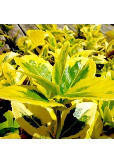 Gold Taflan Euonymus Japonica Aurea Sarı Çit Bitkisi 2 Li Dik
