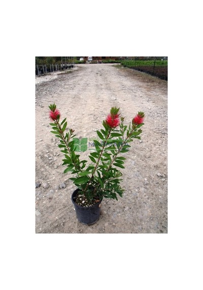 Saksılı Fırça Çalısı Fidanı Callistemon Laevis 10-20 Cm