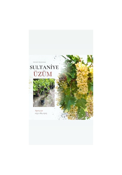 Tüplü Sultaniye Üzüm Fidanı 2 Yaş Çekirdeksiz 1-2 Metre
