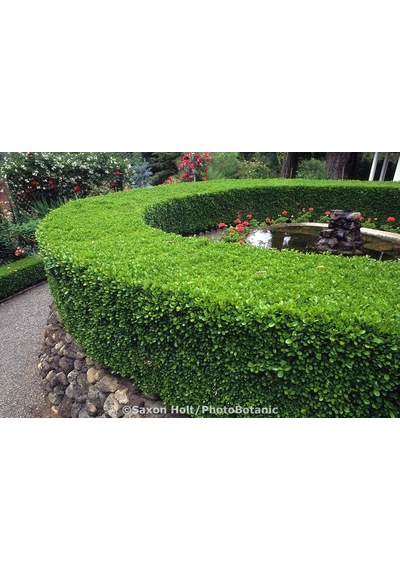 Şimşir Fidanı Buxus Sempervirens Rotundifolia 5 Adet