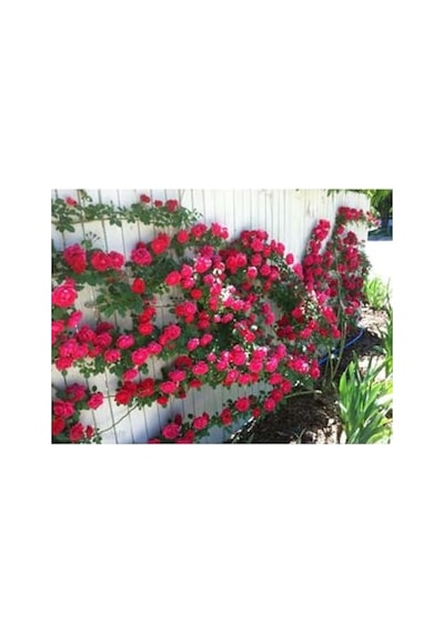 Kırmızı Yediveren Sarmaşık Gül Fidanı, 15-25 Cm