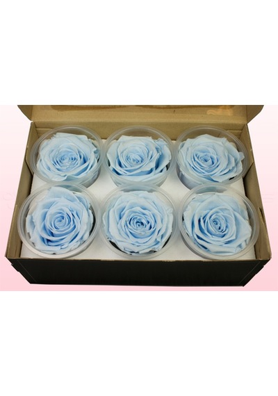 Rose Amor BLU-89 MAVİ şoklanmış solmaz gül XL
