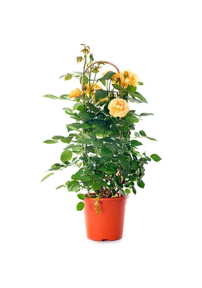 Videolu Mumyalı Aşılı Sarı Gül Fidanı 4 Mevsim Dikilir 1 Adet Tüplü/saksılı 10-15 Cm Yellow Rose