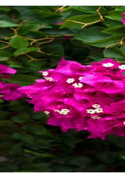 Fuşya Begonvil Çiçeği Fidanı 30-45 Cm Saksılı Çiçekli Bodur Bitkiler Bougainvillea