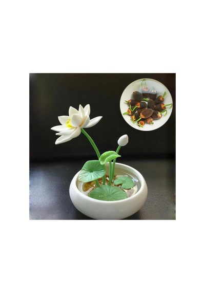 5 Adet Tohum Nadir Bulunan Beyaz Su Lotusu Tohumu Lotus Çiçeği Lotus White Lotus Çiçek