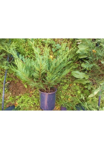 Yayılıcı Leylandi Cupressocyparis Leylandii Horizantelis 40-60 Cm