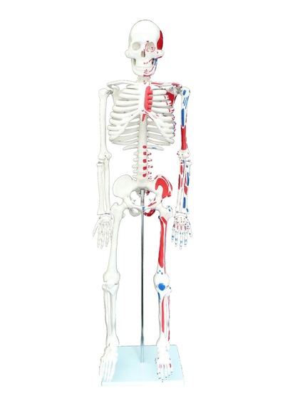 Kasları Gösterir İnsan İskeleti Modeli 85Cm