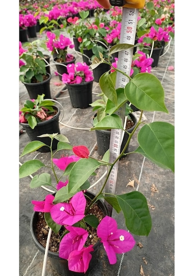 Sarmaşık Begonvil Çiçeği- Fuşya Renk Sarılıcı Begonvil - 40/50cm Bougainvillea