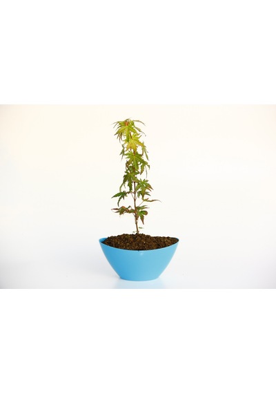 Bonsai Japon Akçaağacı N11.138