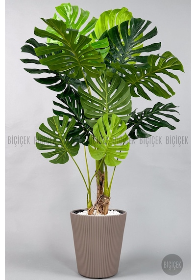 Biçiçek Yapay Monstera Ağacı Deve Tabani 160 Cm Mocha Luna Saksıda