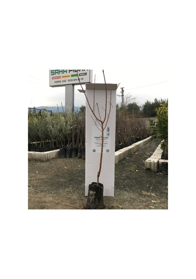 Tüplü Tüysüz Erkenci Nektarin Venüs Fidanı