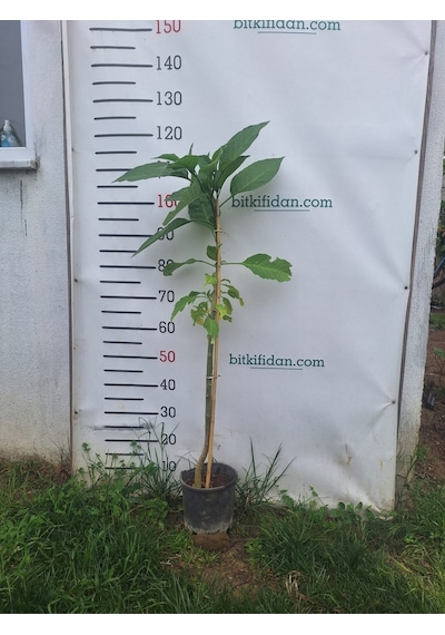2 Yaş Melek Borusu Çiçeği Fidanı- 100-120 Cm