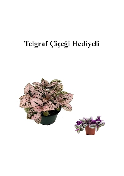 Toz Pembe Zarif Yapraklı Hostes Çiçeği Sevgililer Gününe Özel Telgraf Hediyeli