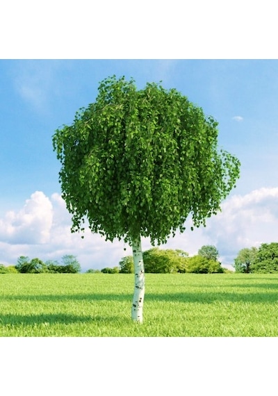 Huş Ağacı Betula Pendula 10 Adet