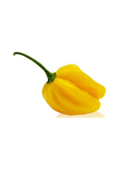 10+ Sarı Habanero Çok Acı Biber Tohumu