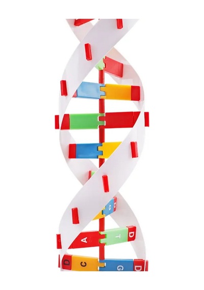 Dna Yapısı Modeli Çift Sarmal Eğitim İçin Montajlı
