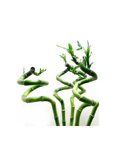 Şans Bambusu 3 Adet - 1 Metre Lucky Bamboo N11.6215