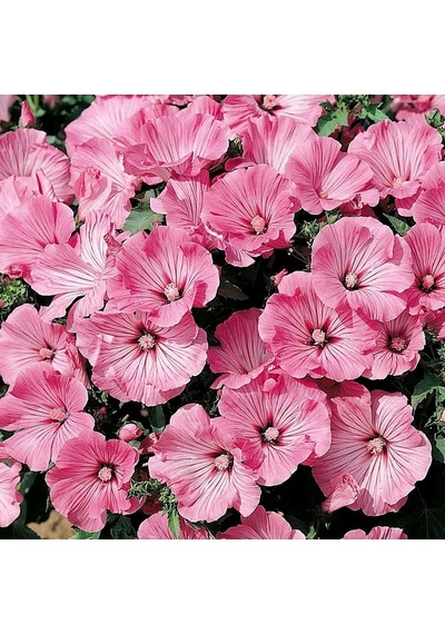 Lavatera Trimestris Regis Carmine Pamuk Çiçeği Tohumu 50 Tohum N113995