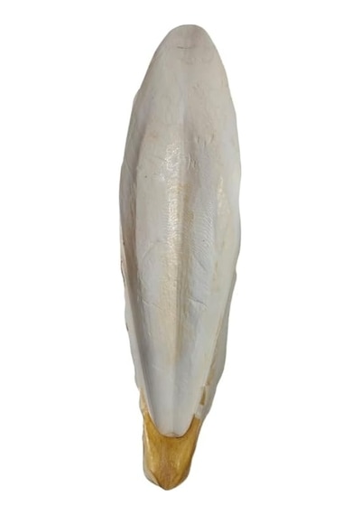 L Boy Kalamar Kemiği İri Boy 10-15 Cm Aralığında