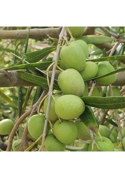 Koleksiyonluk Nadir Çeşit Hastalığa Ve Kuraklığa Dayanıklı Halebi Zeytin Fidanı 10-20 Cm