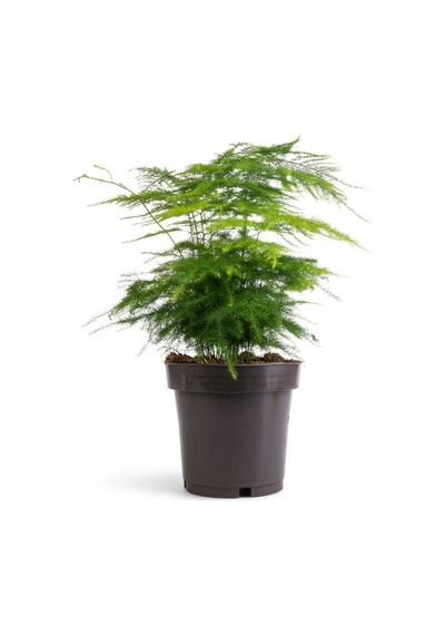 Kuşkonmaz Tül Çiçeği Asparagus Setaceus 1 Adet Saksılı 15-30cm