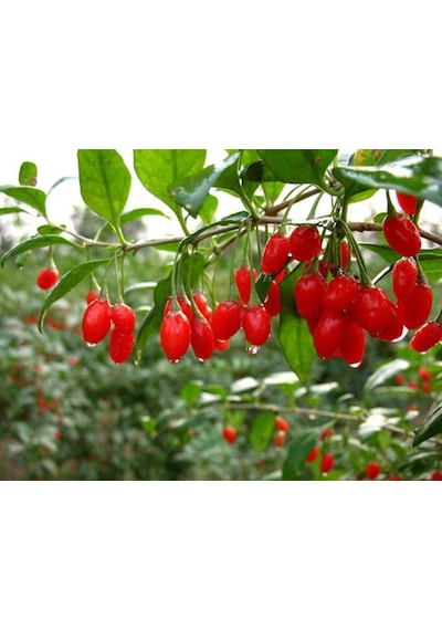 Kırmızı Goji Berry Fidanı 5 Adet