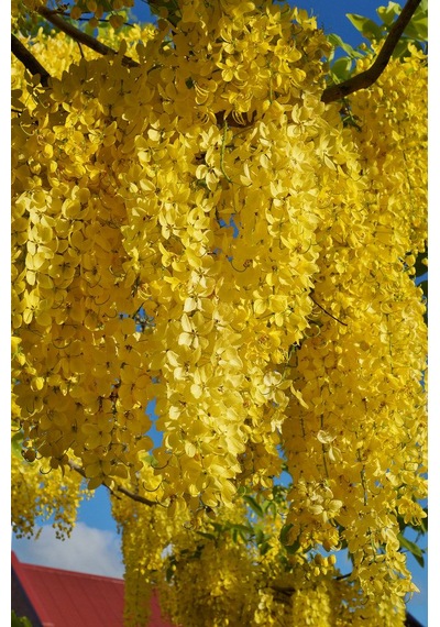Sarı Salkım Fidanı Laburnum Anagyroides 1-2 Yaş